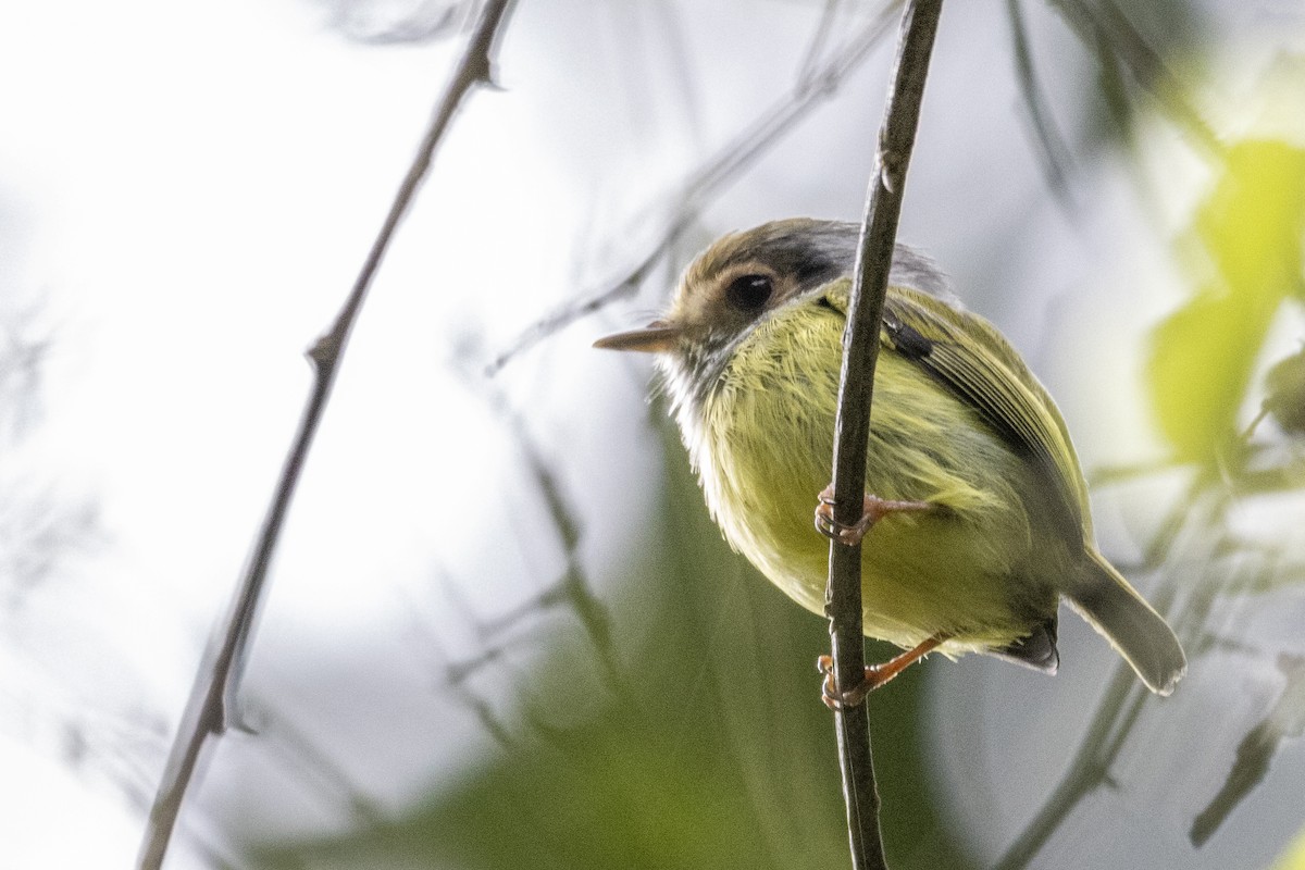 Eared Pygmy-Tyrant - ML620002562