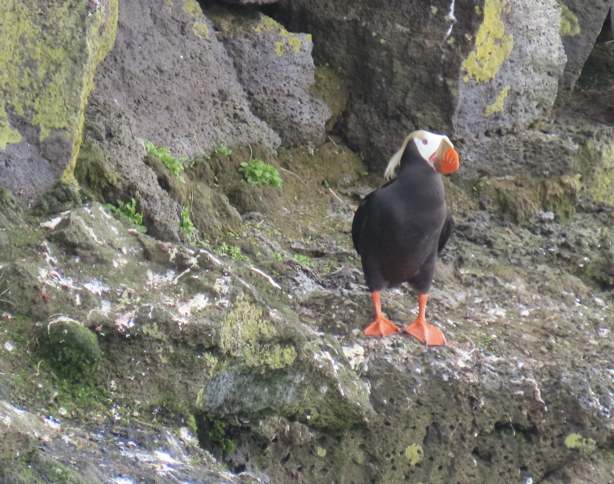 Tufted Puffin - ML620002568