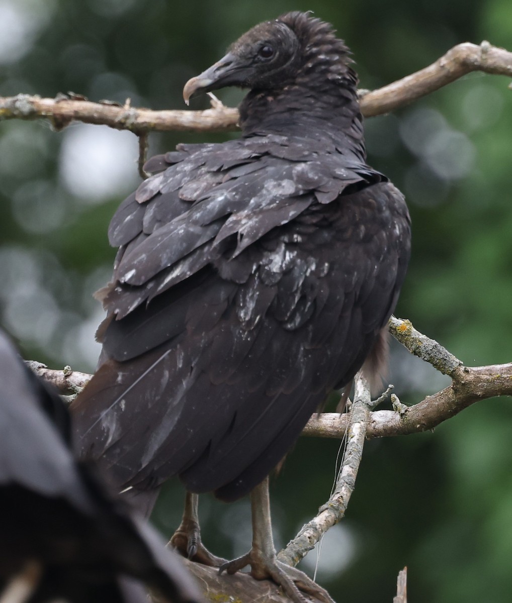 Black Vulture - ML620002594