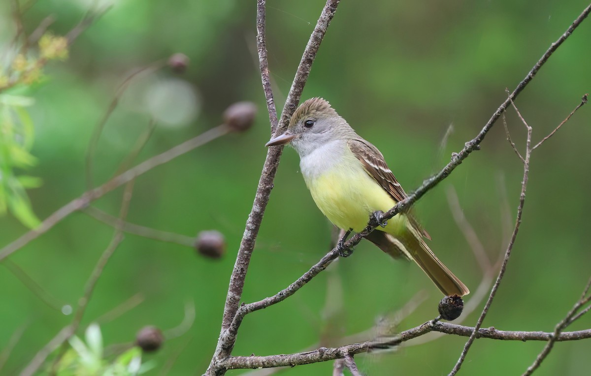 Great Crested Flycatcher - ML620002597