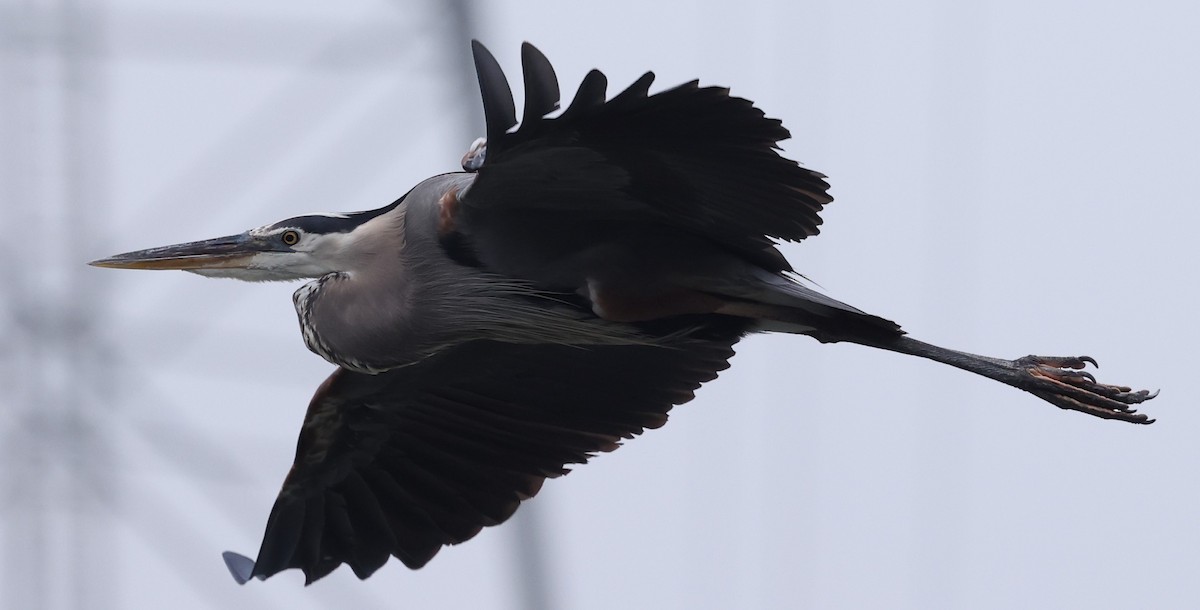 Great Blue Heron - ML620002603