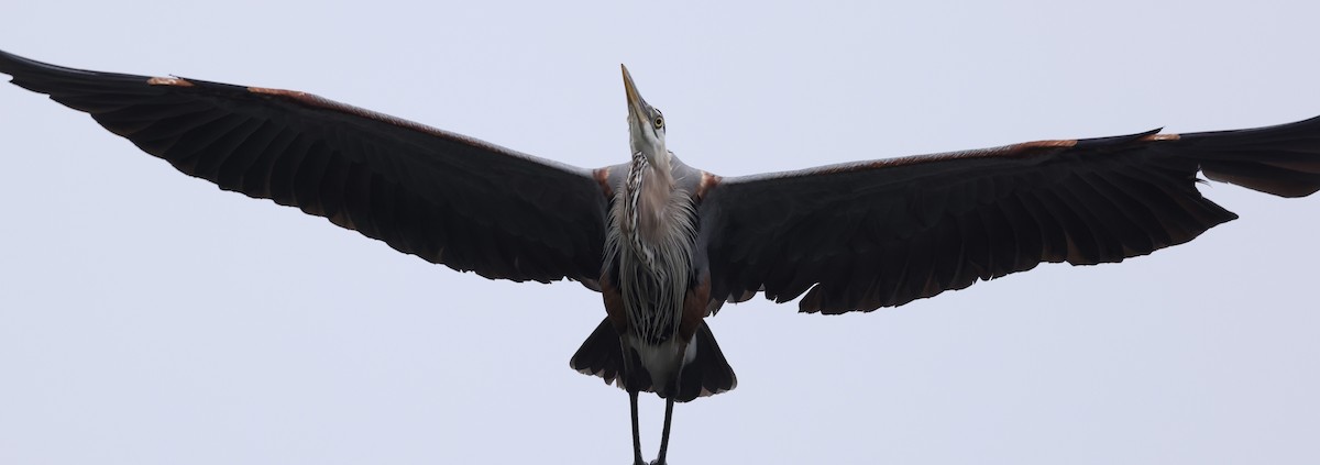 Great Blue Heron - ML620002604