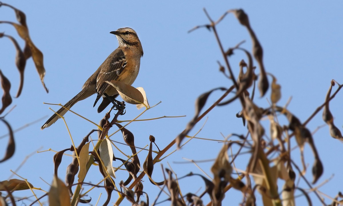 Chilean Mockingbird - ML620002606