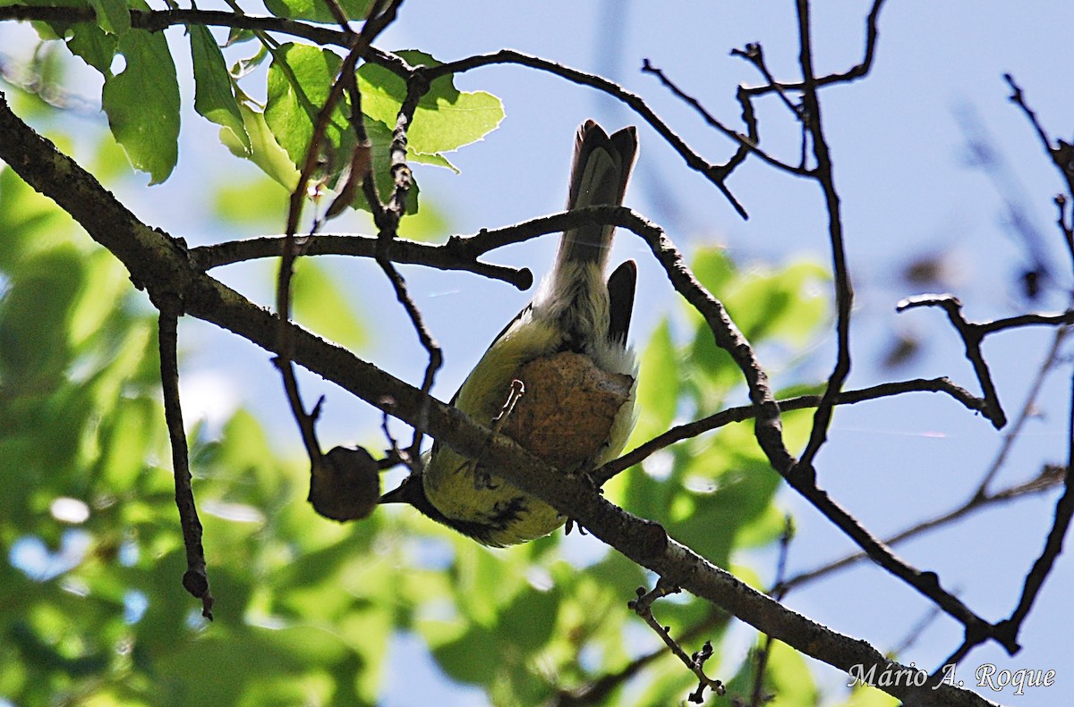 Great Tit - ML620002607