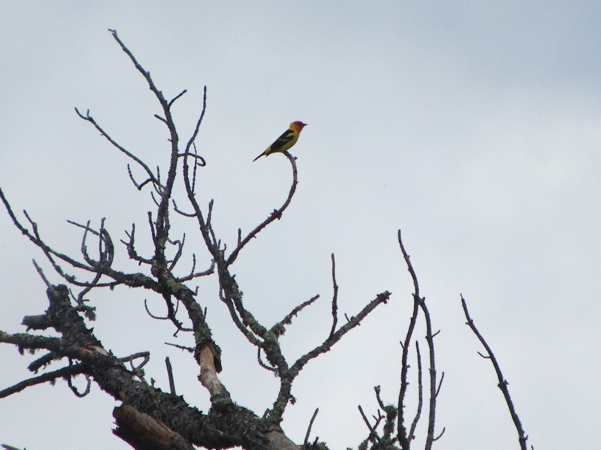 Western Tanager - ML620002608