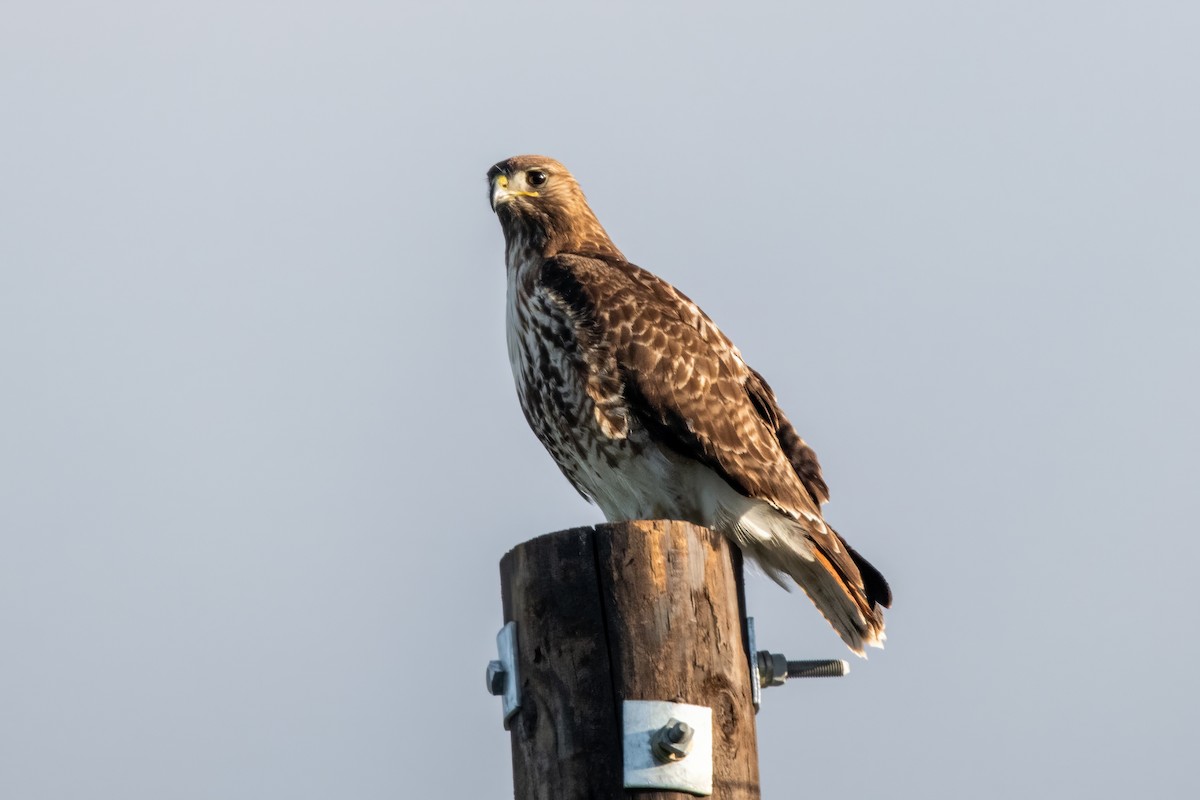 Red-tailed Hawk - ML620002610