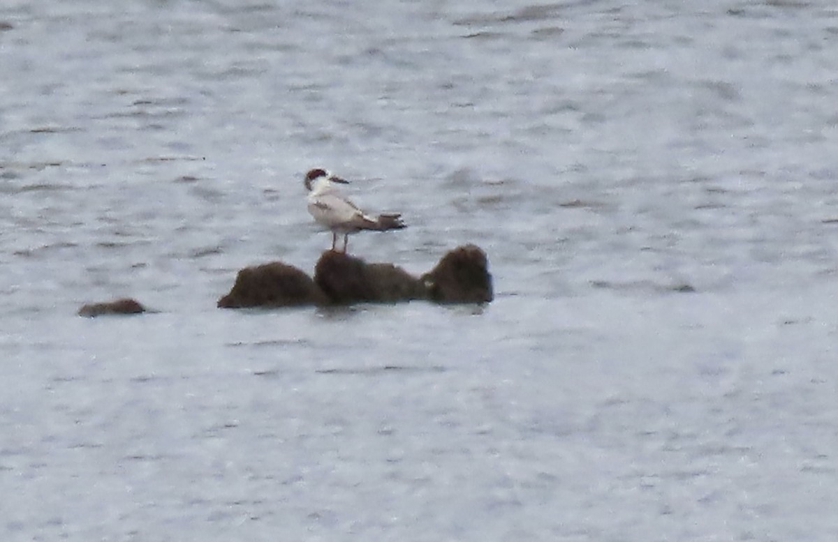 Common Tern - ML620002612