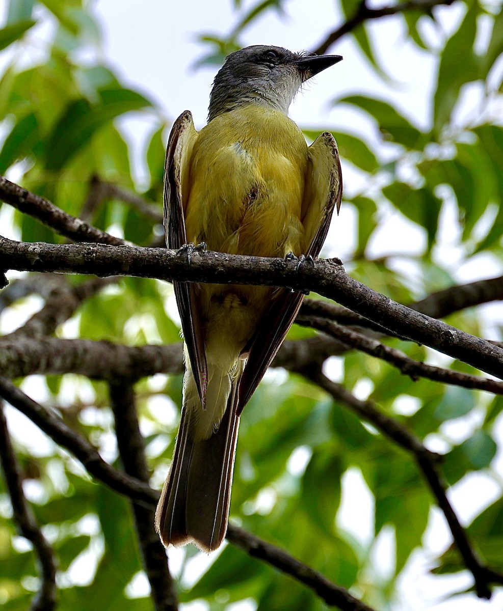 Couch's Kingbird - ML620002613