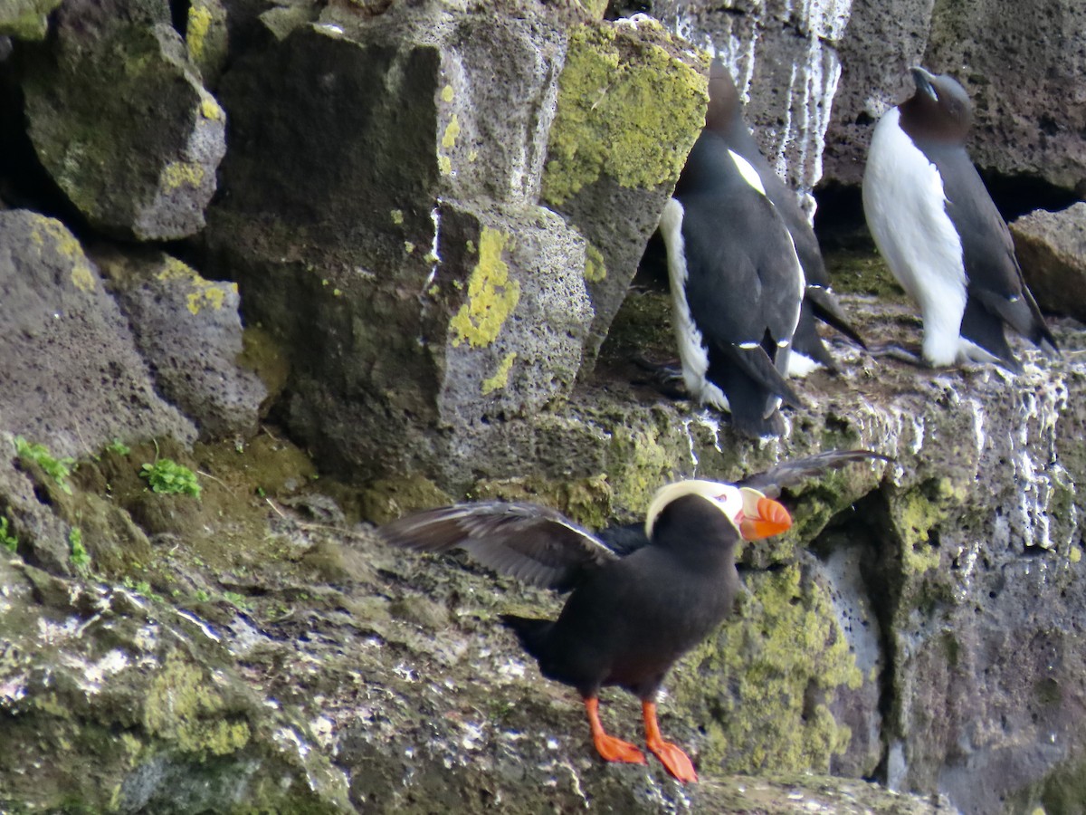 Tufted Puffin - ML620002625