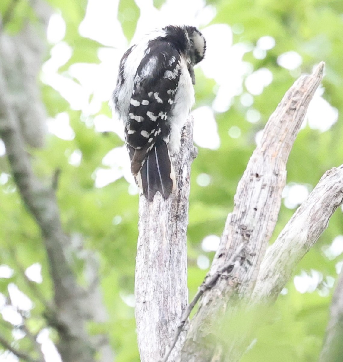 Downy Woodpecker - ML620002630