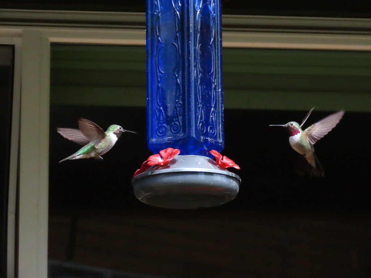 Broad-tailed Hummingbird - ML620002636