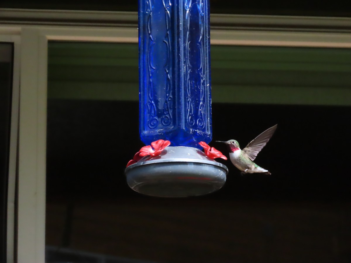 Broad-tailed Hummingbird - ML620002637