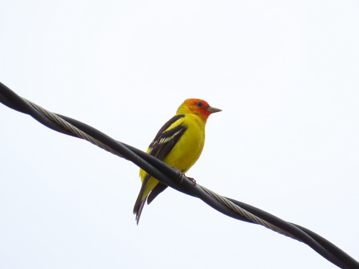 Western Tanager - ML620002649