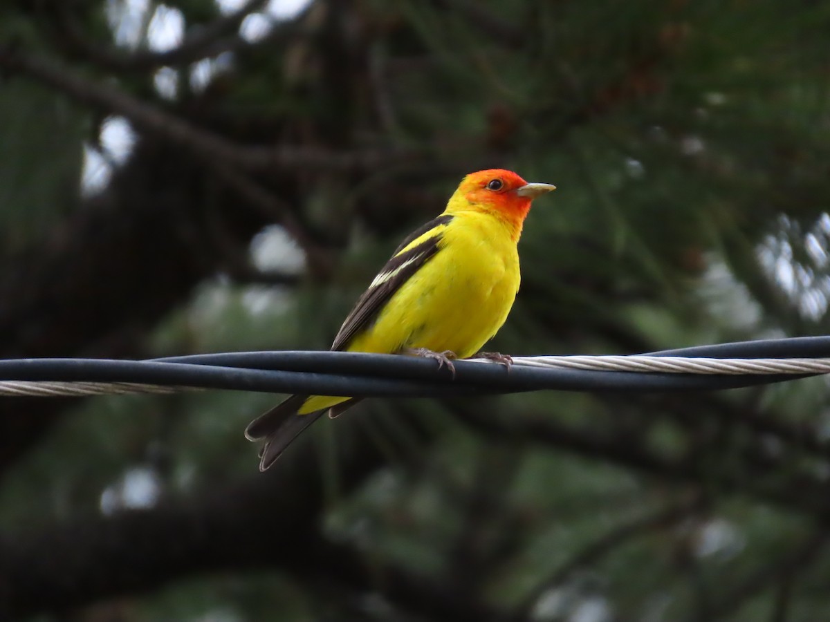 Western Tanager - ML620002650