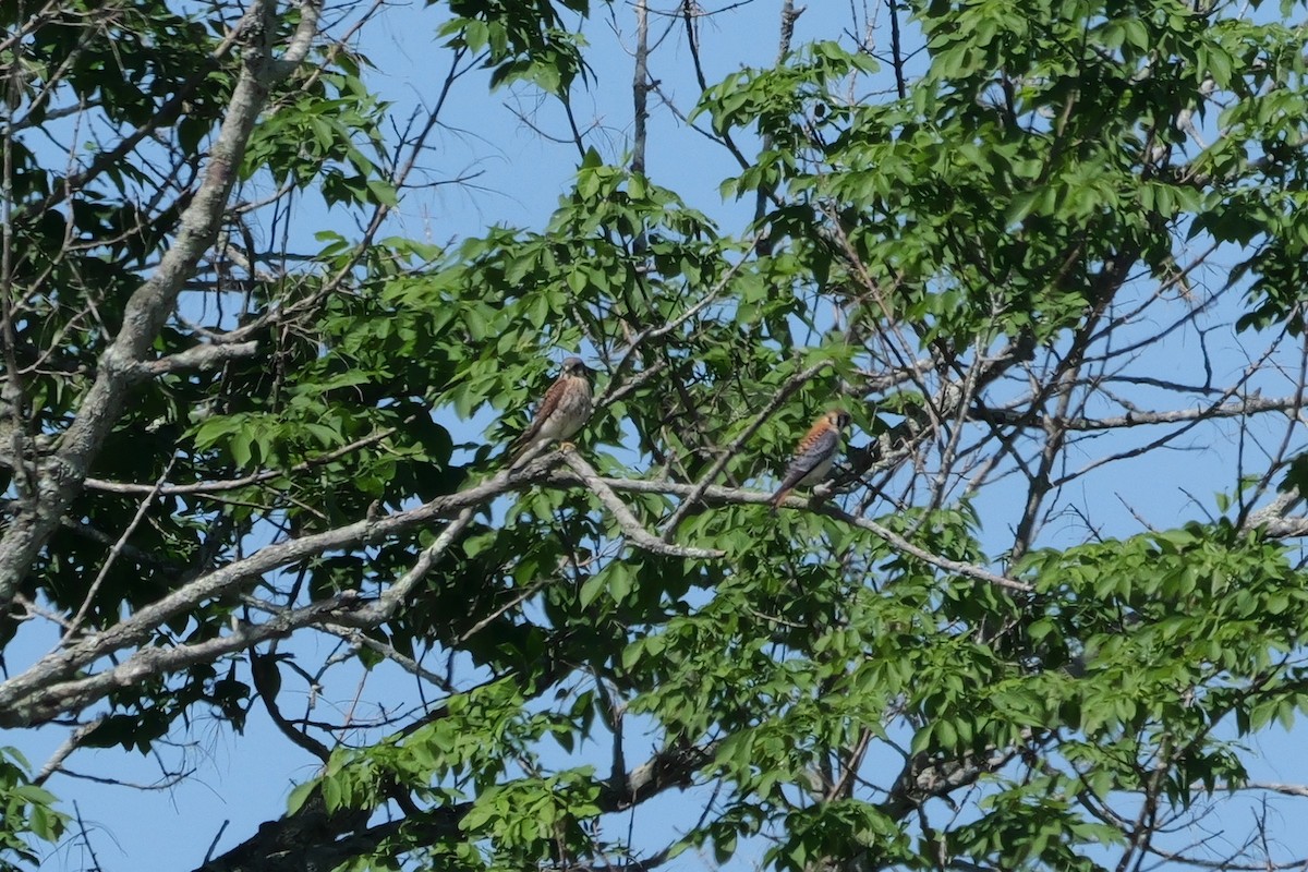 American Kestrel - ML620002652