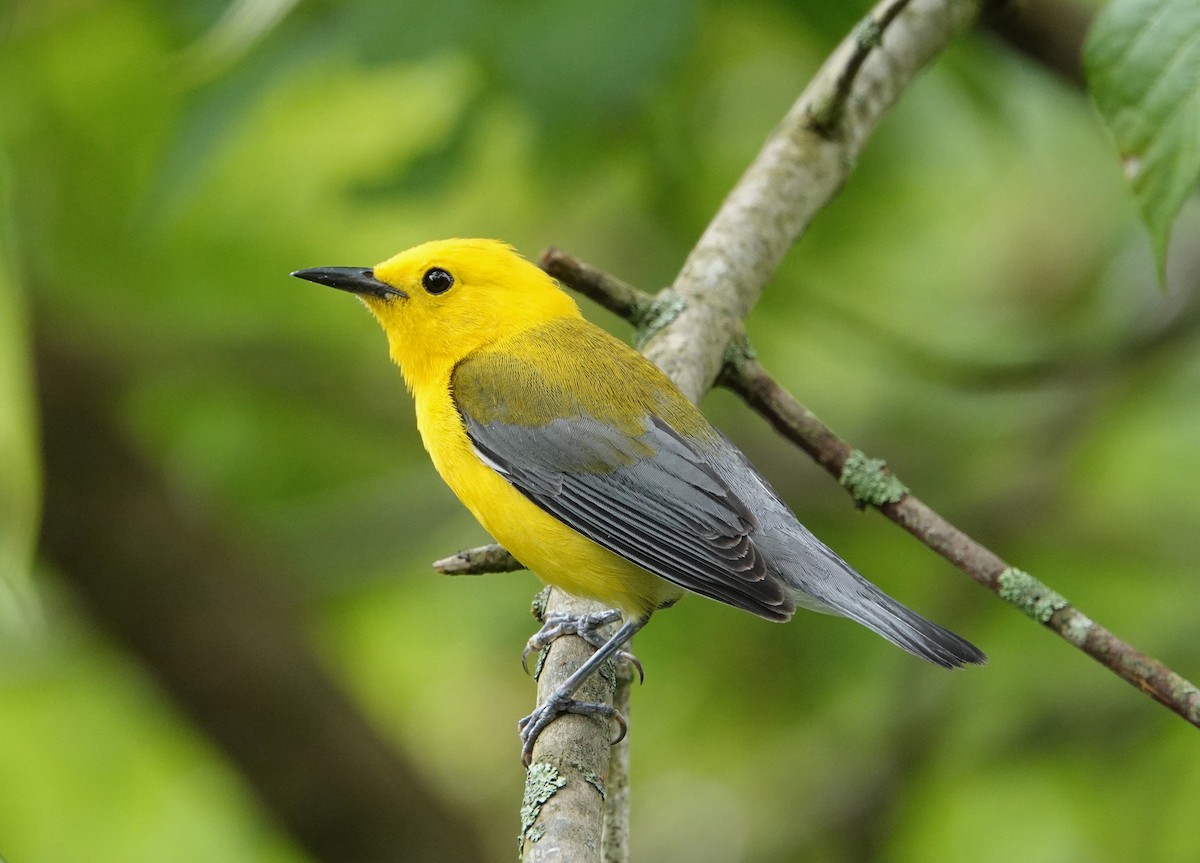 Prothonotary Warbler - ML620002653