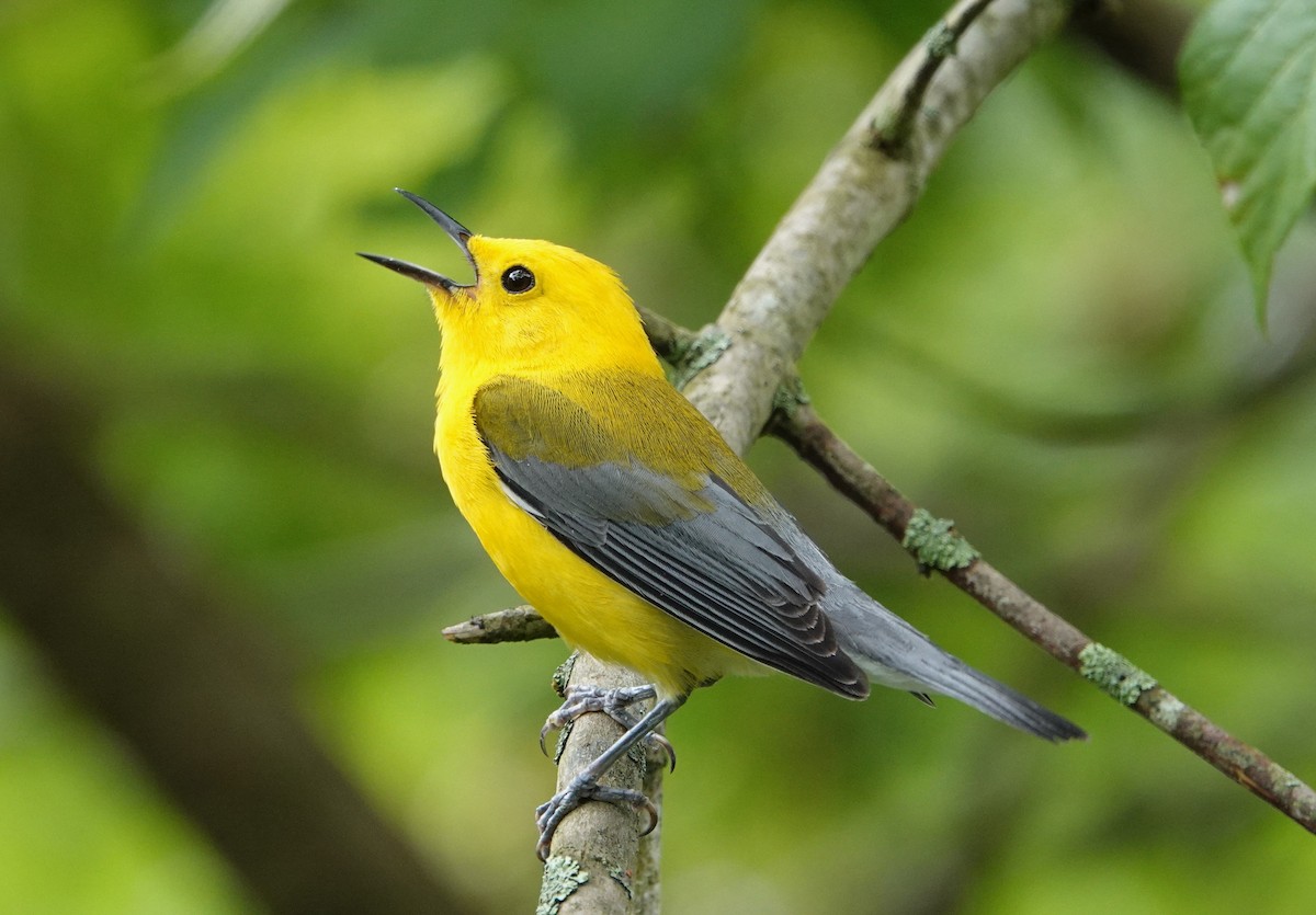 Prothonotary Warbler - ML620002658