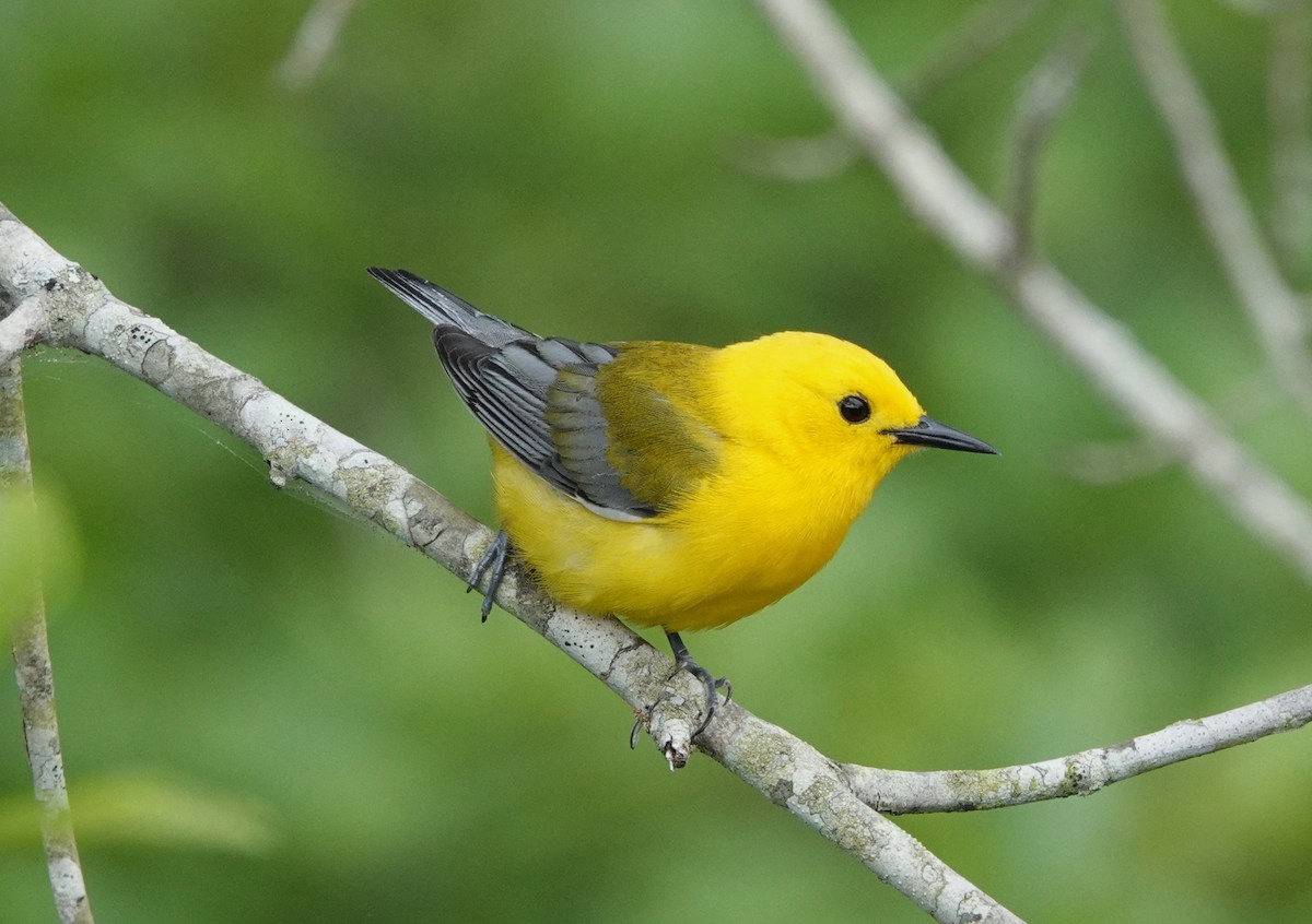 Prothonotary Warbler - ML620002662