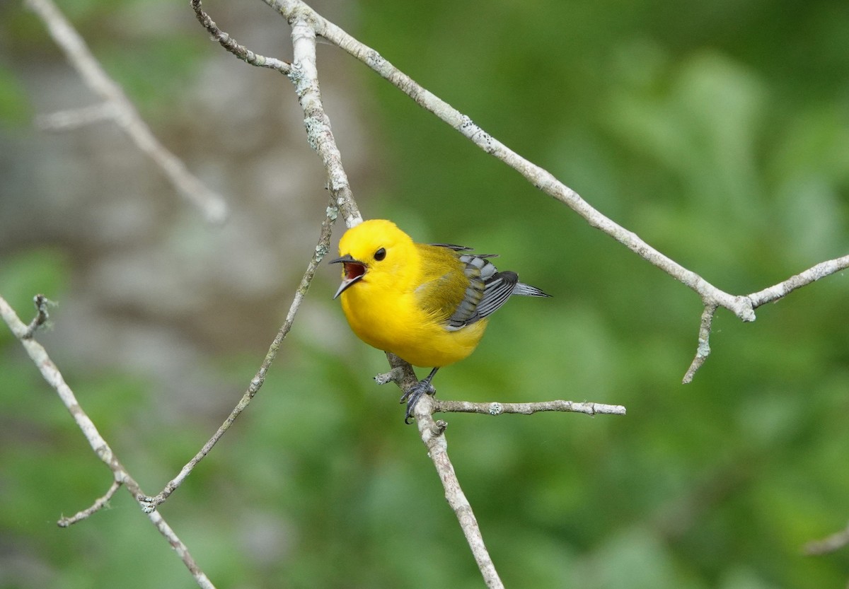 Prothonotary Warbler - ML620002667