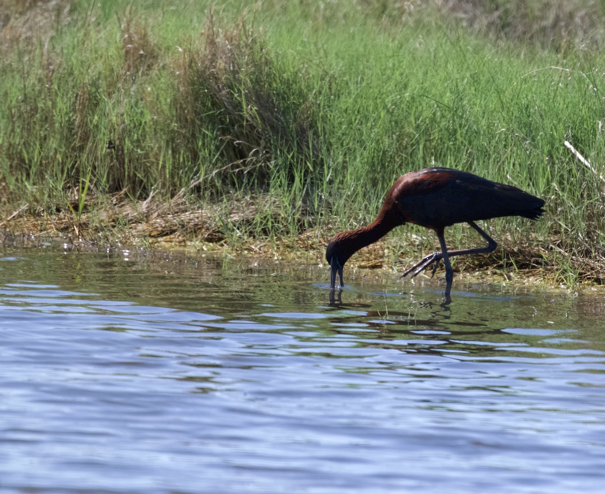 Glossy Ibis - ML620002669