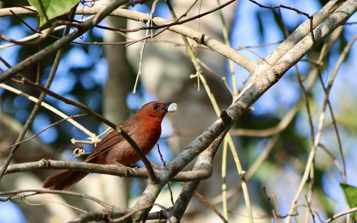 Rose-throated Tanager - ML620002670