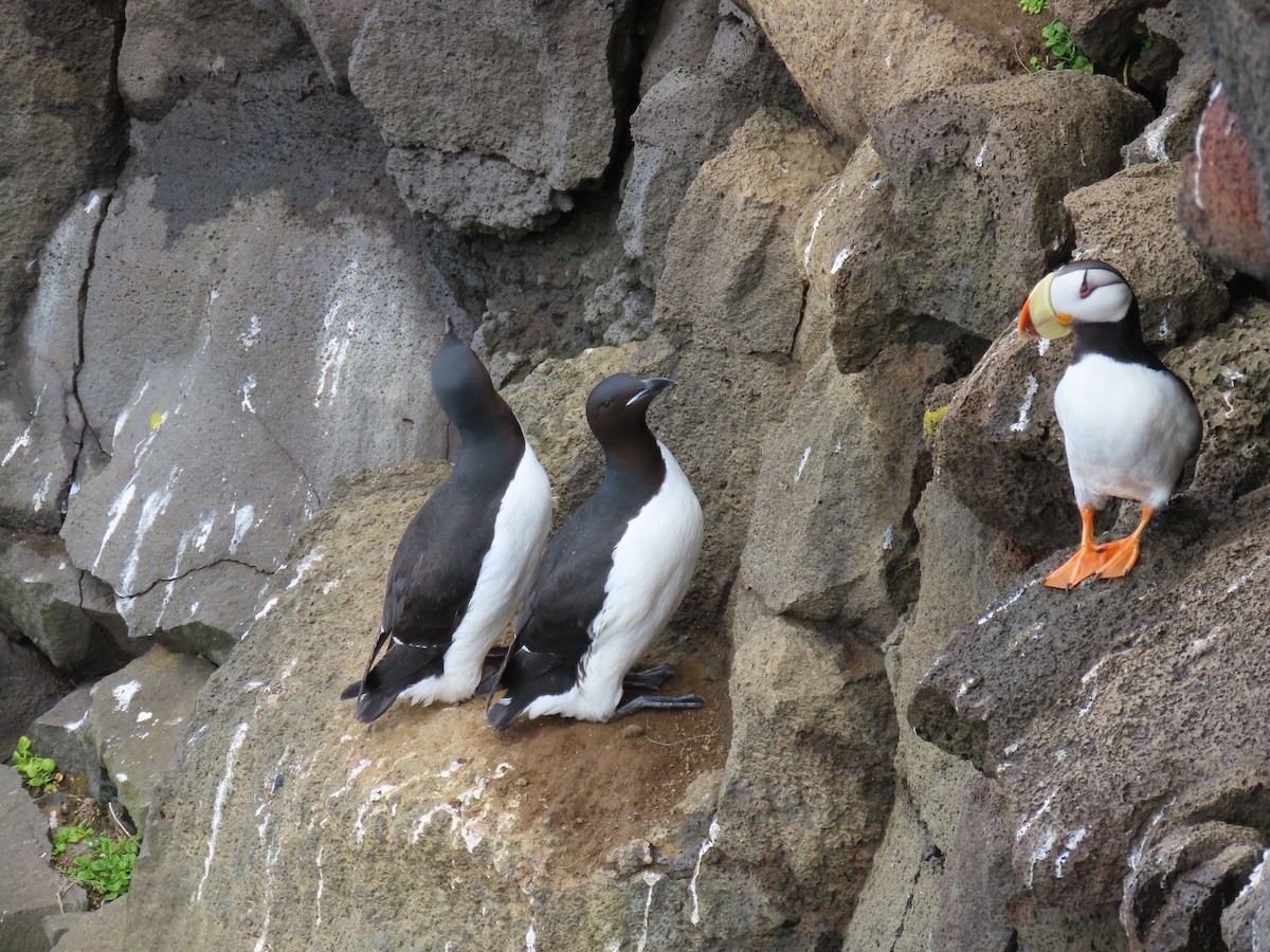 Thick-billed Murre - ML620002671