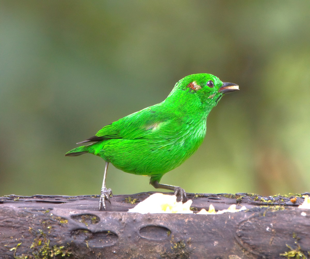 Glistening-green Tanager - ML620002673