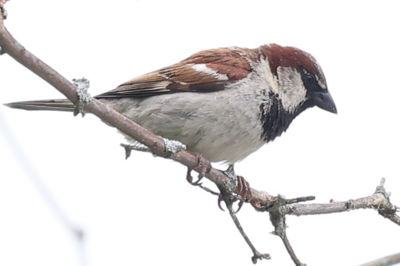 House Sparrow - ML620002679