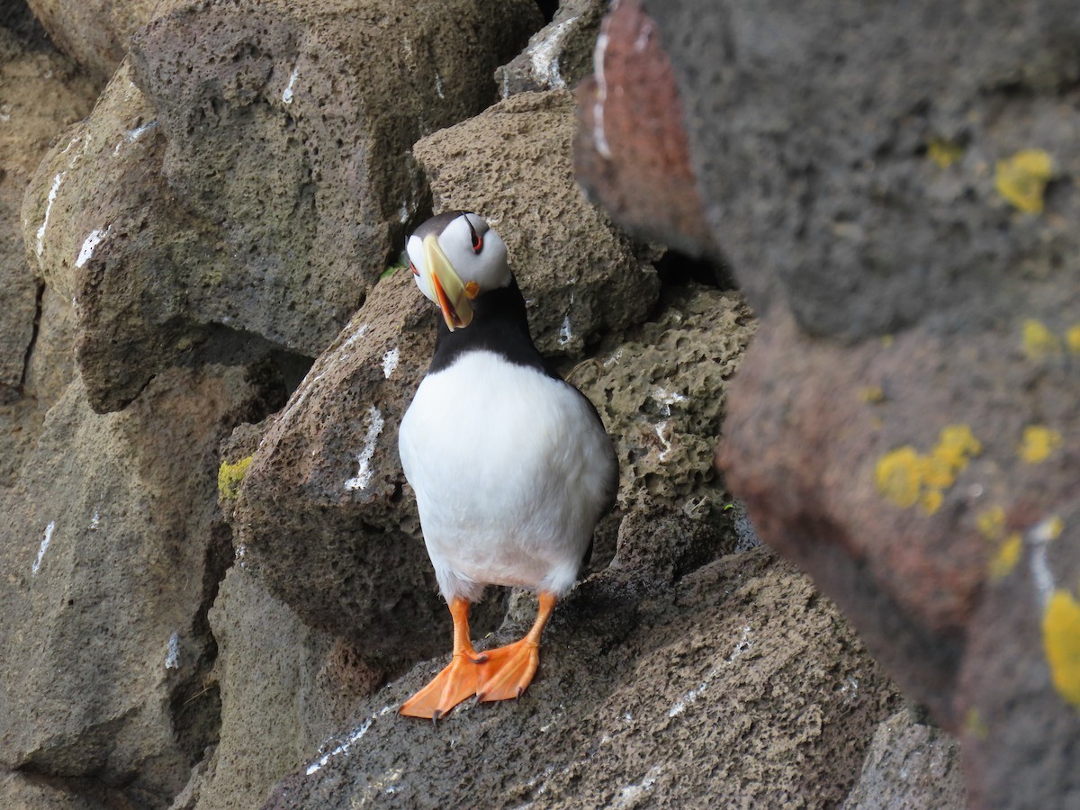 Horned Puffin - ML620002682