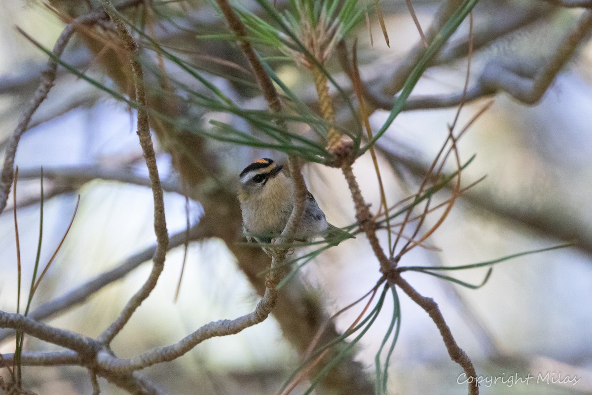 Common Firecrest - ML620002686