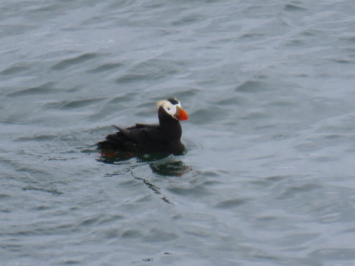 Tufted Puffin - ML620002691