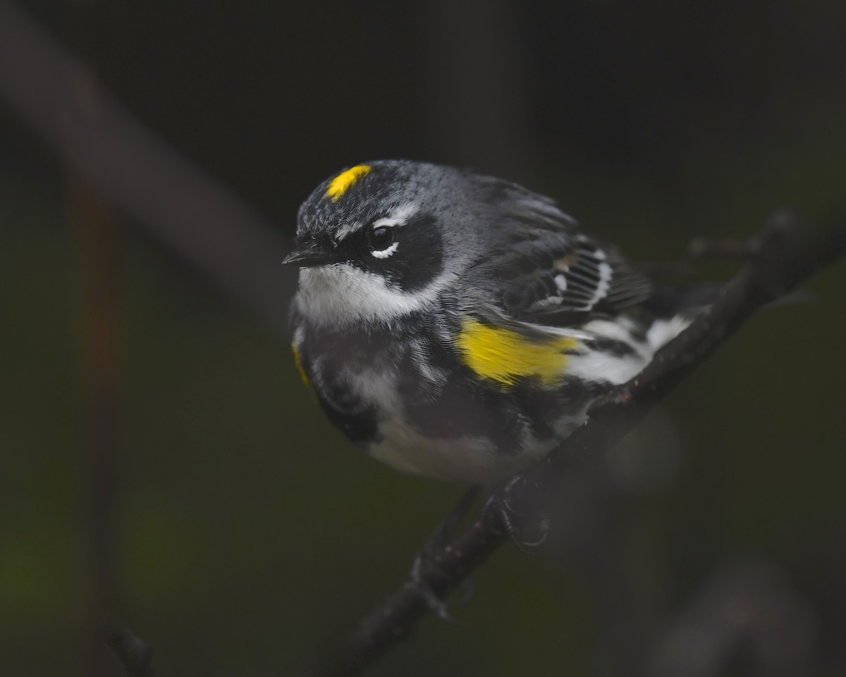 Yellow-rumped Warbler - ML620002693