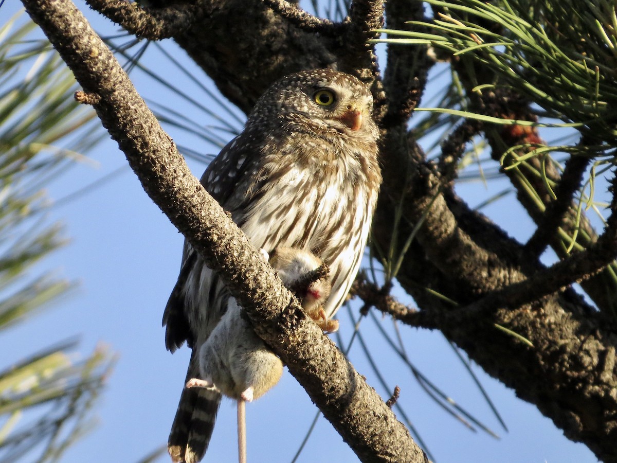 Northern Pygmy-Owl - ML620002695