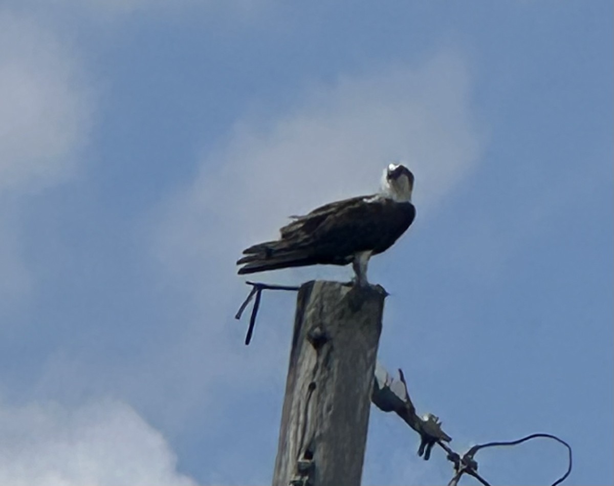 Águila Pescadora - ML620002717