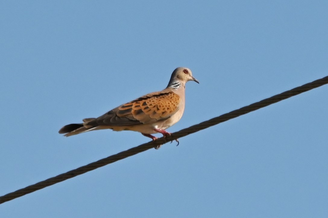 European Turtle-Dove - ML620002719