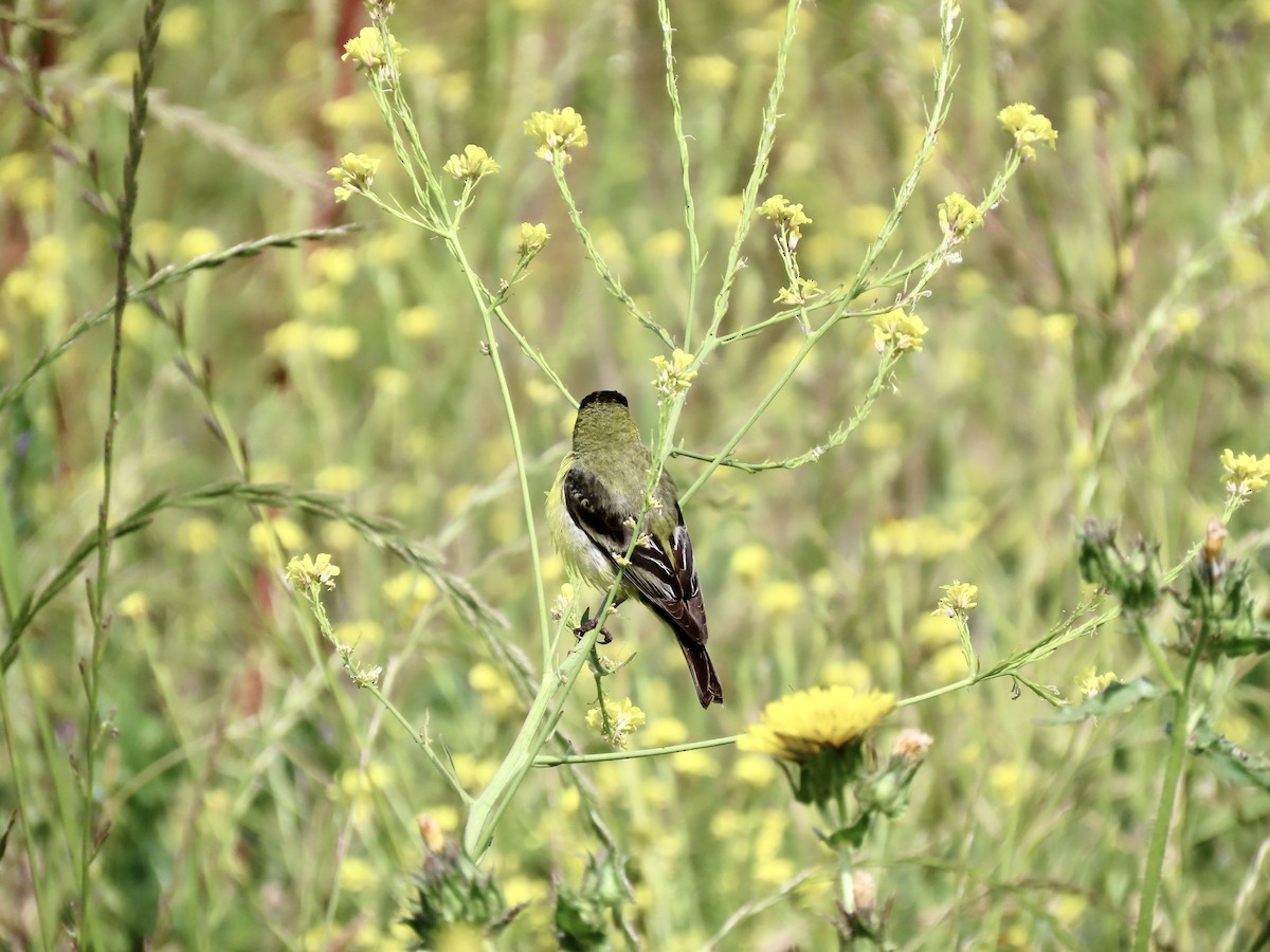 Lesser Goldfinch - Lois Goldfrank