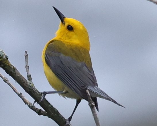 Prothonotary Warbler - ML620002740