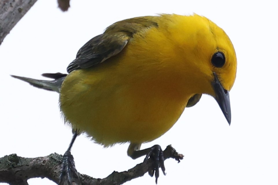 Prothonotary Warbler - ML620002741