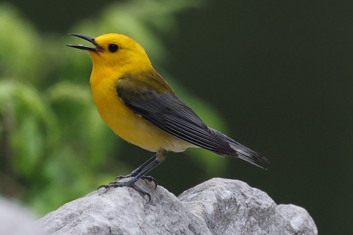 Prothonotary Warbler - ML620002742