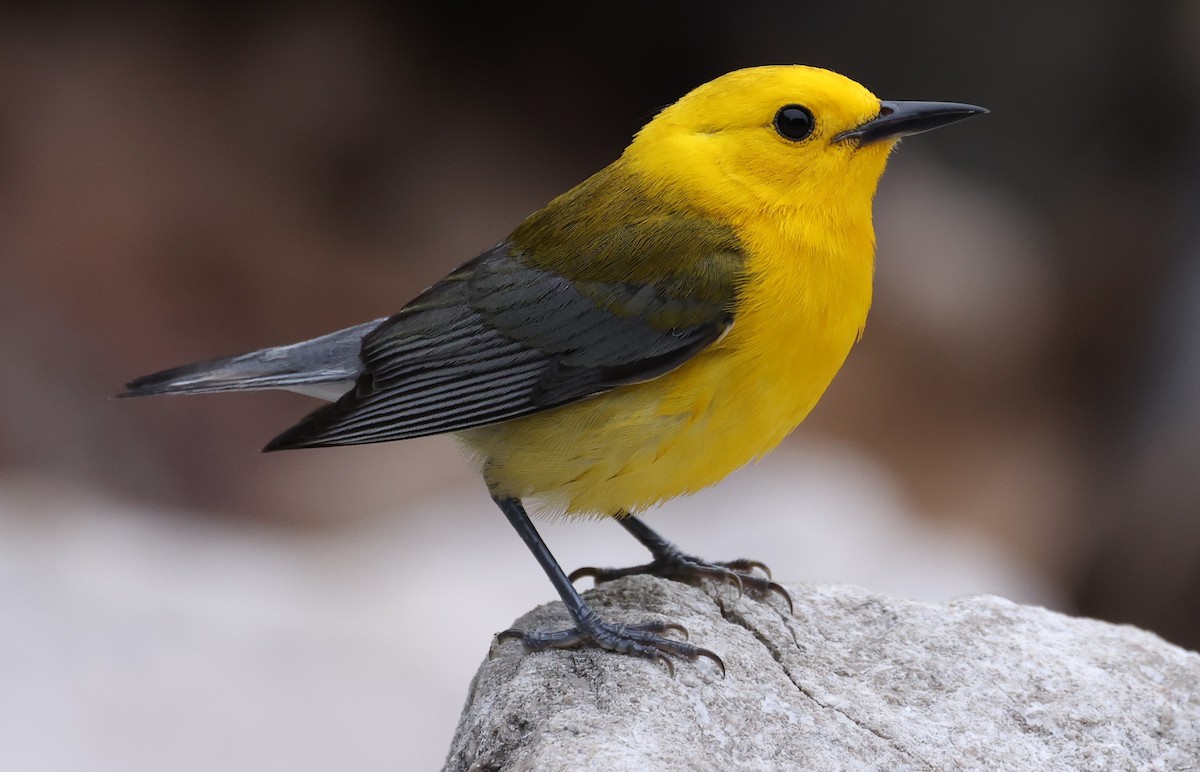 Prothonotary Warbler - ML620002743