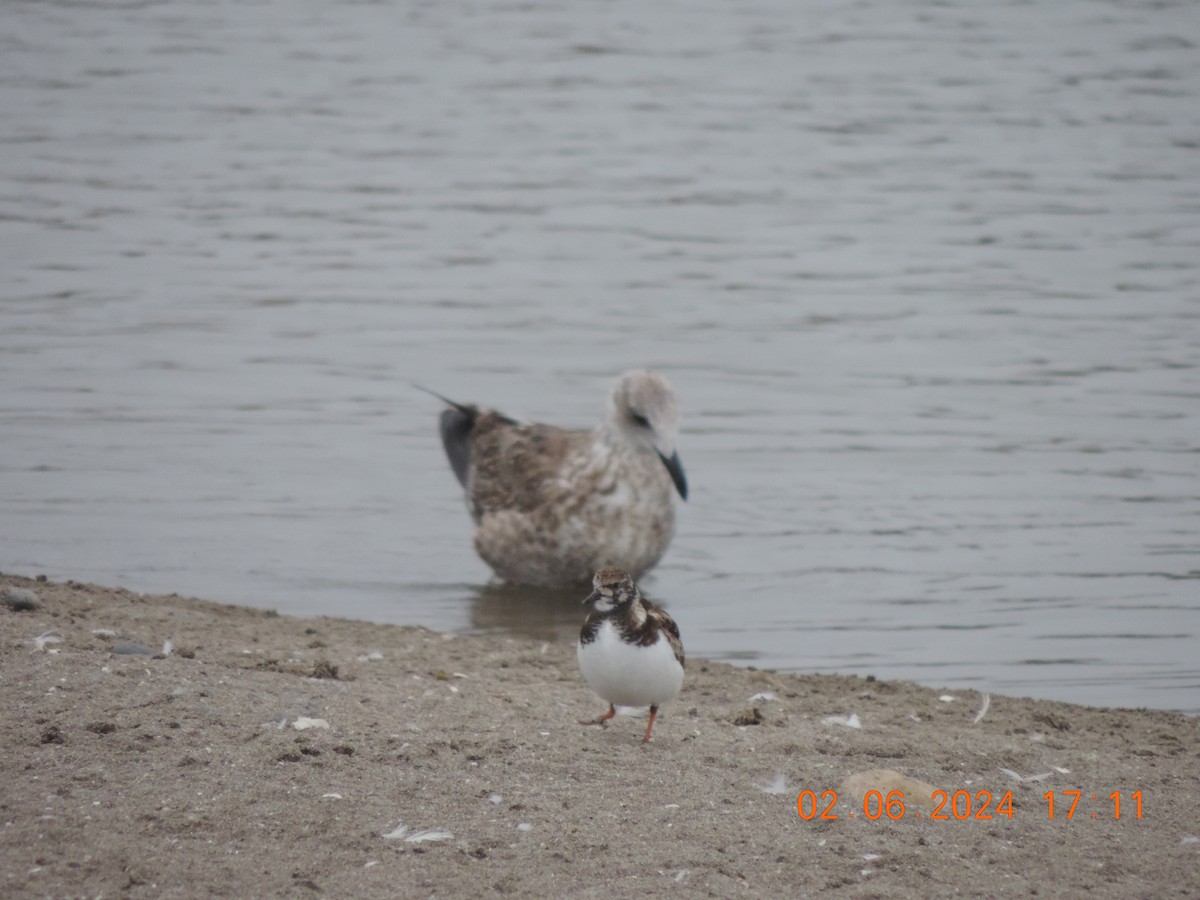 Ruddy Turnstone - ML620002747