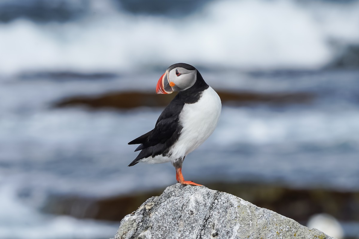 Atlantic Puffin - ML620002758