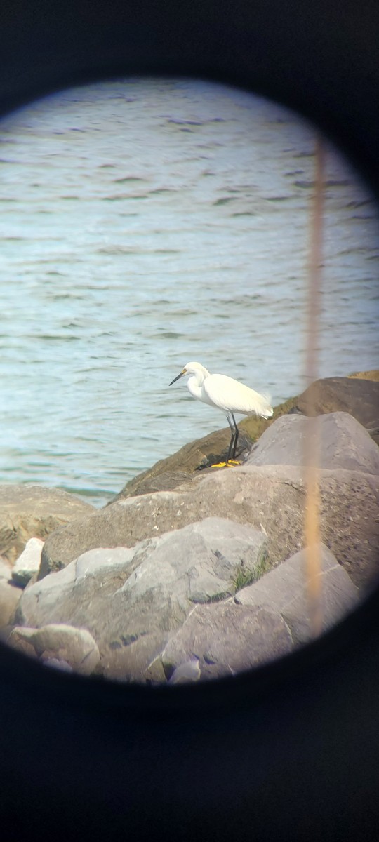 Snowy Egret - ML620002760