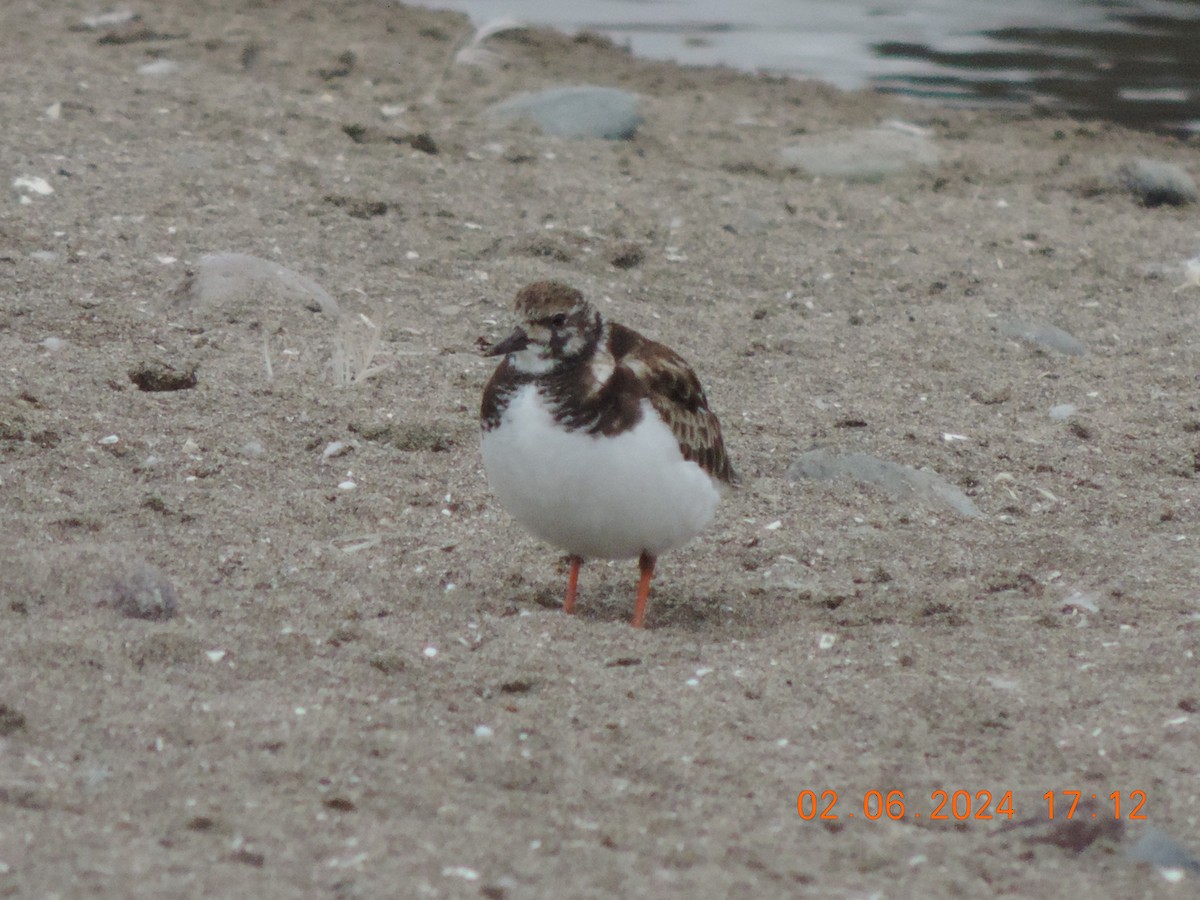 Ruddy Turnstone - ML620002762