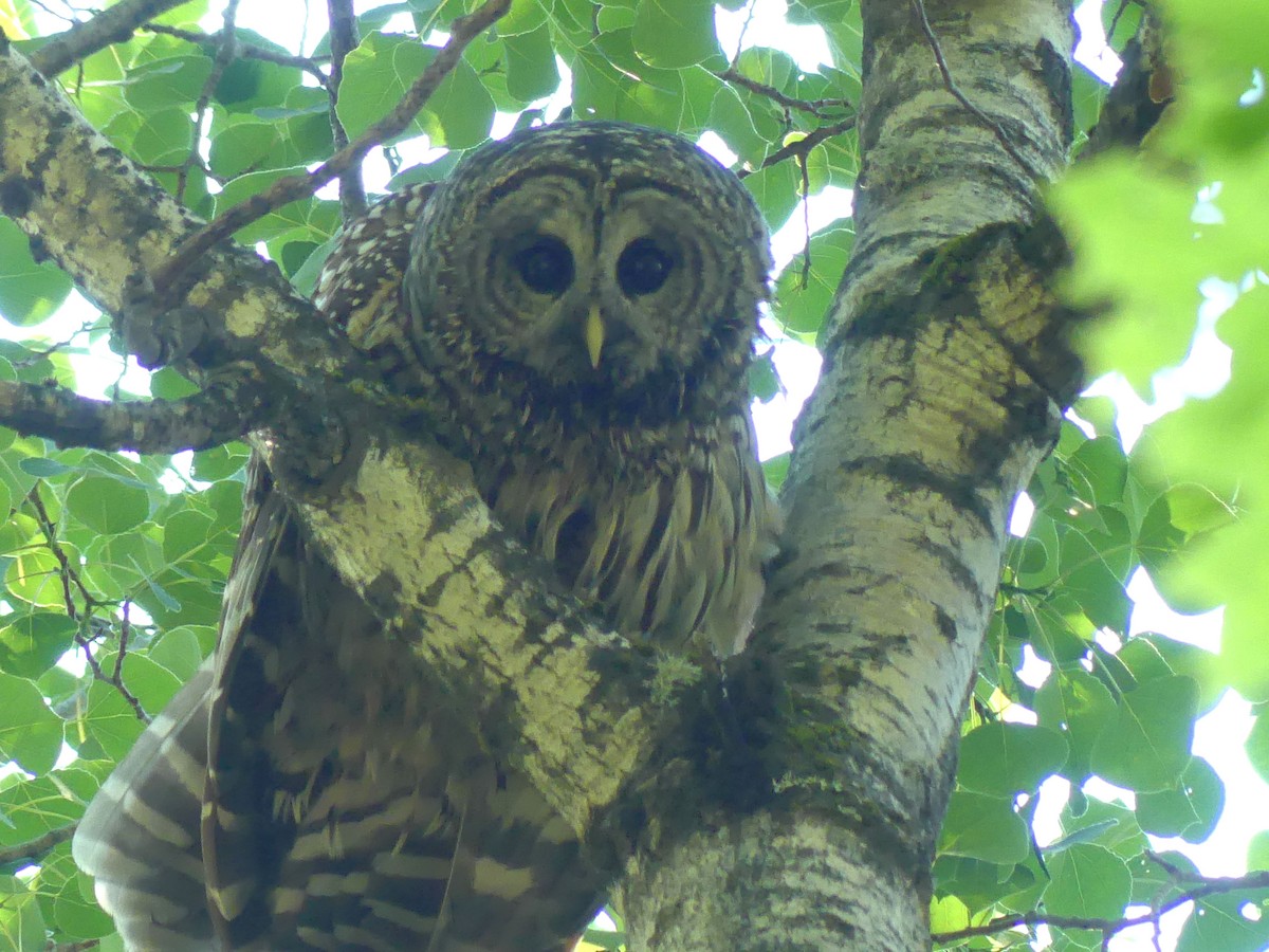 Barred Owl - ML620002767