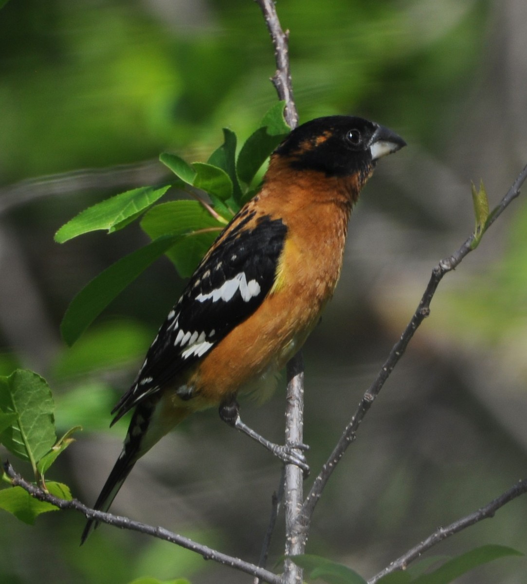 Black-headed Grosbeak - ML620002771