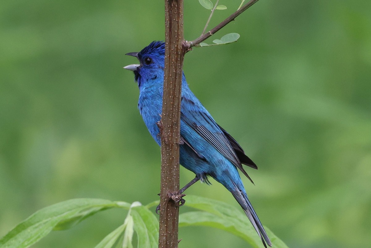 Indigo Bunting - ML620002773