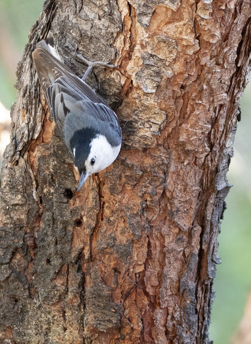 White-breasted Nuthatch - ML620002776