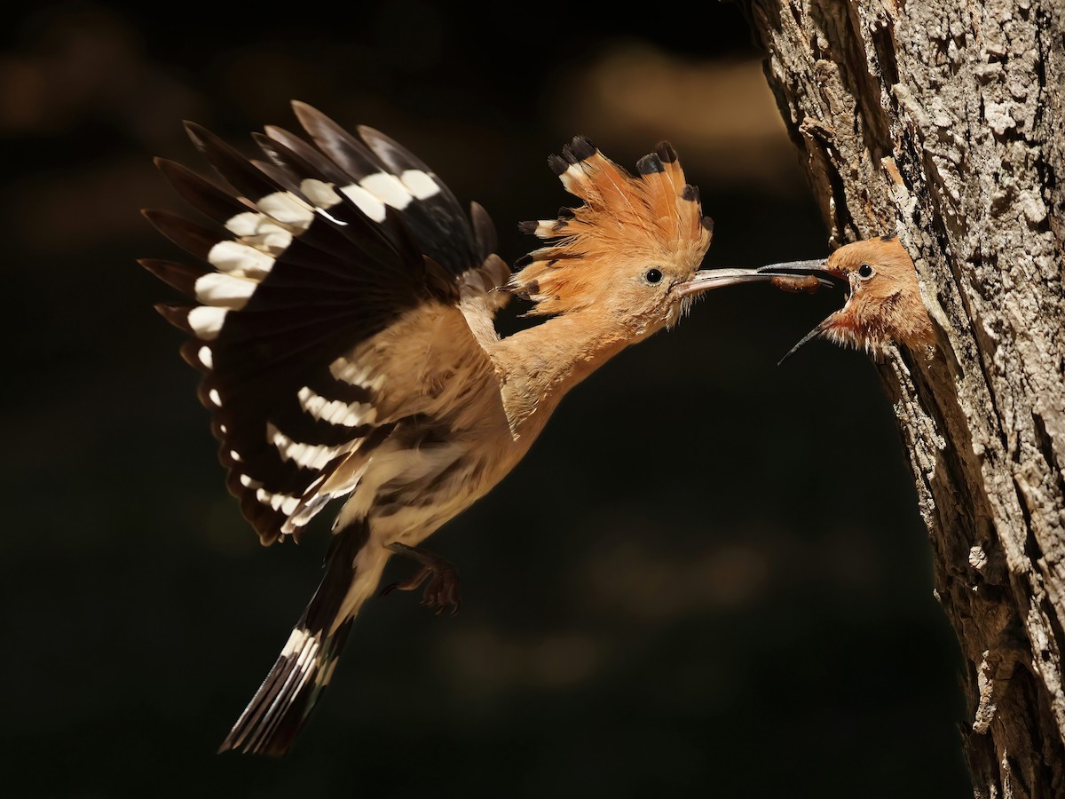 Eurasian Hoopoe - ML620002777