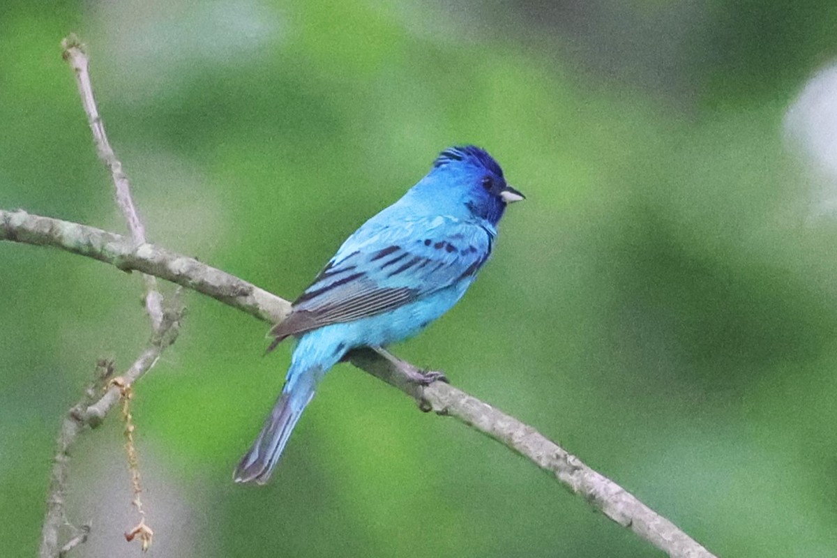 Indigo Bunting - ML620002778